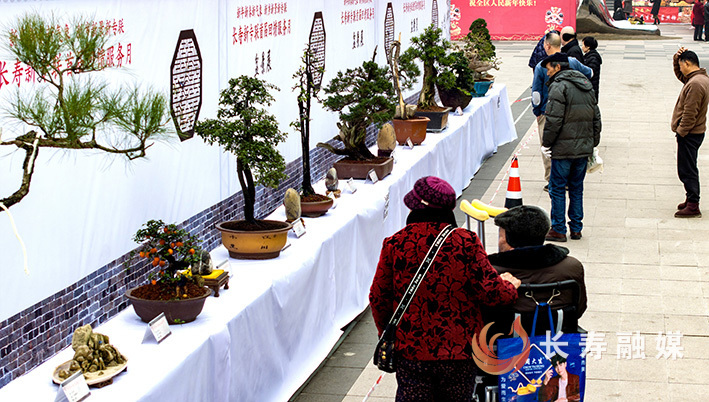 长寿新专联和区盆景协会在时代广场联合举行盆景展 (1)