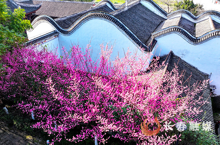定慧寺梅花盛开+袁志龙 (1)