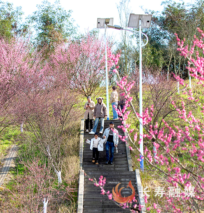 江南滨江公园梅花开+廖涛 (3)