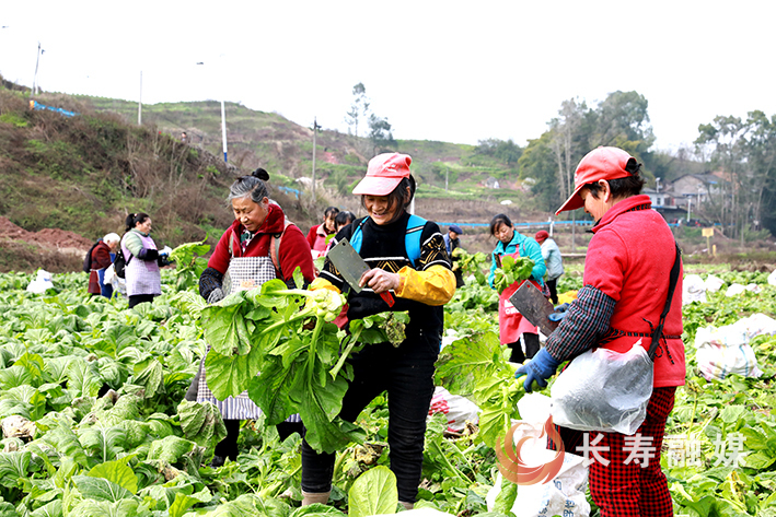 云台镇应祝村800亩榨菜获丰收 (1)