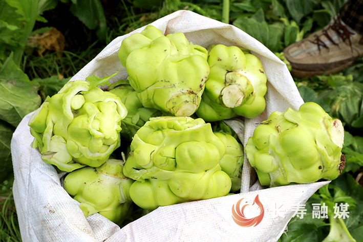 云台镇应祝村800亩榨菜获丰收 (2)