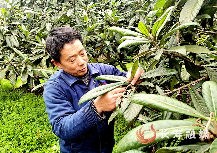 云集镇万寿村枇杷树下疏果忙