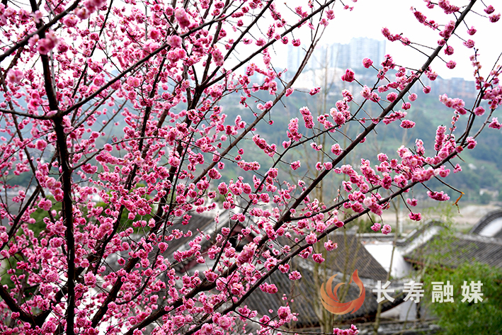 定慧寺桃花溪梅花开+王凤祥 (1)