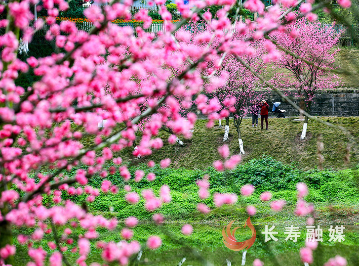 梅花盛开+袁志龙 (3)