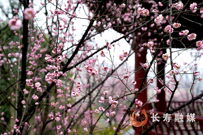 定慧寺桃花溪梅花开+王凤祥 (2)