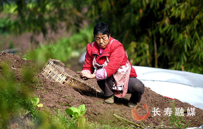 但渡镇村民春种春收忙 (2)