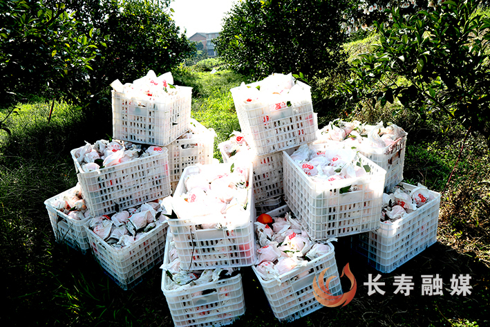 石堰大雅柑俏销全国 (3)