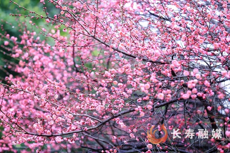 桃花公园里的红梅+李炎2