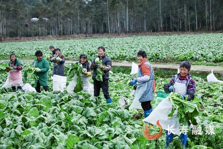 我区各地抓紧采收青菜头2