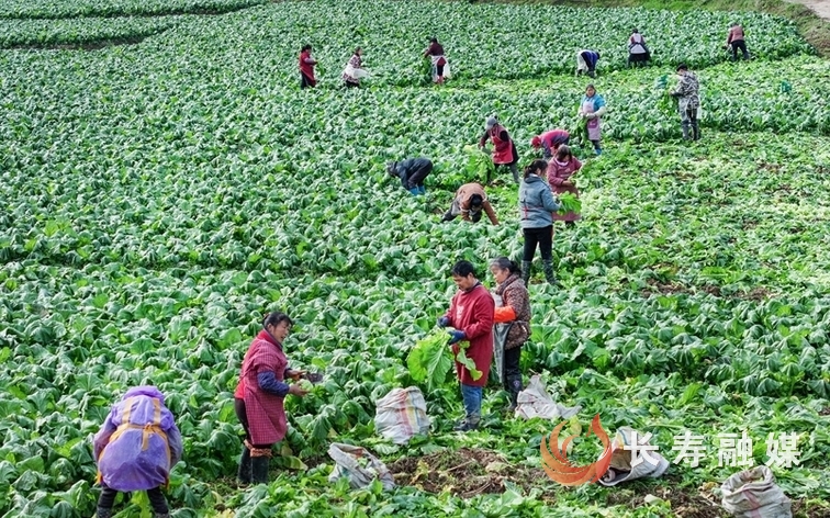 我区各地抓紧采收青菜头1