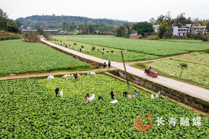 我区各地抓紧采收青菜头3