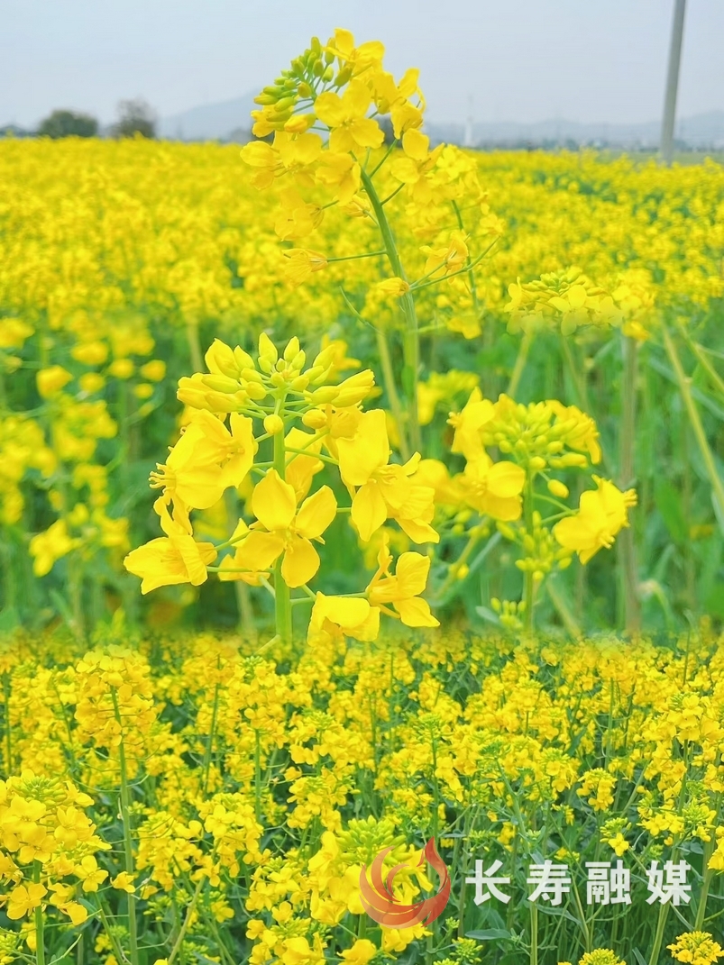 新市首届油菜花节全攻略图6