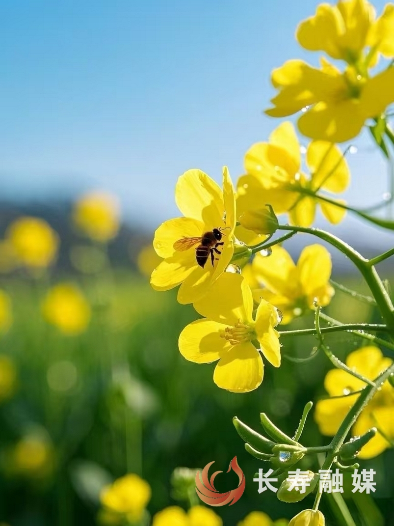 新市首届油菜花节全攻略图7