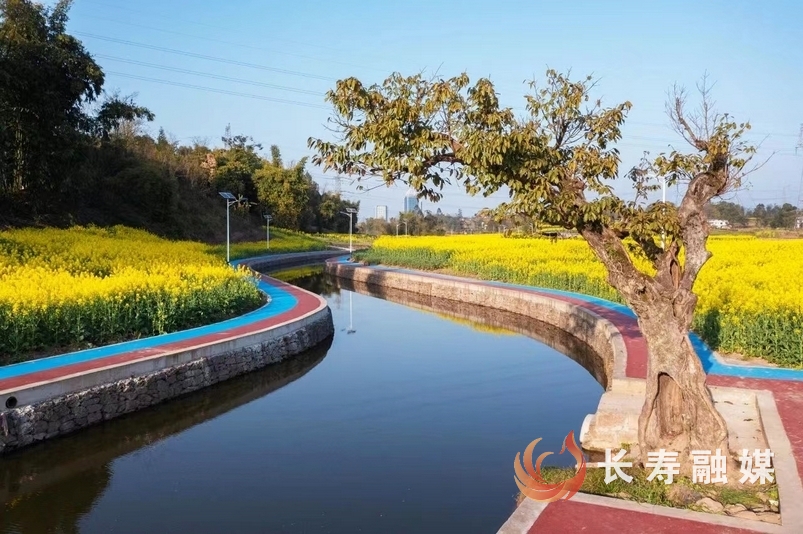 新市首届油菜花节全攻略图5