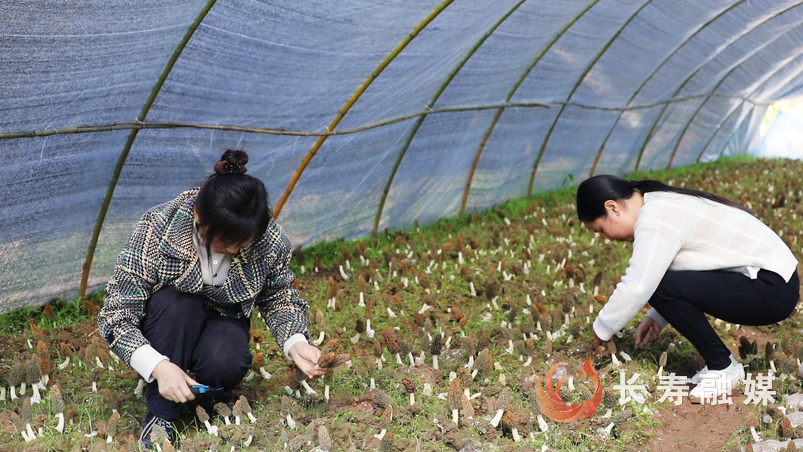 “菌中黄金”羊肚菌在我区试种成功3