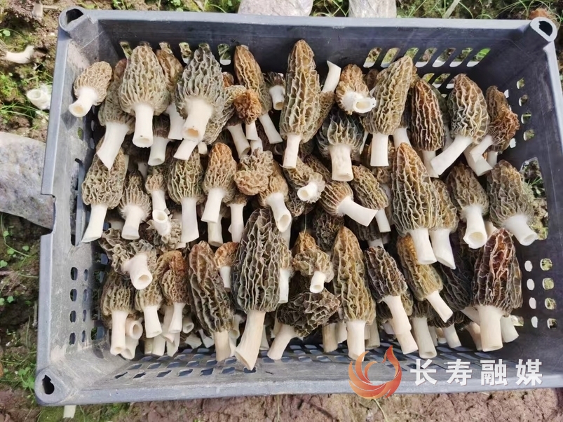 “菌中黄金”羊肚菌在我区试种成功5