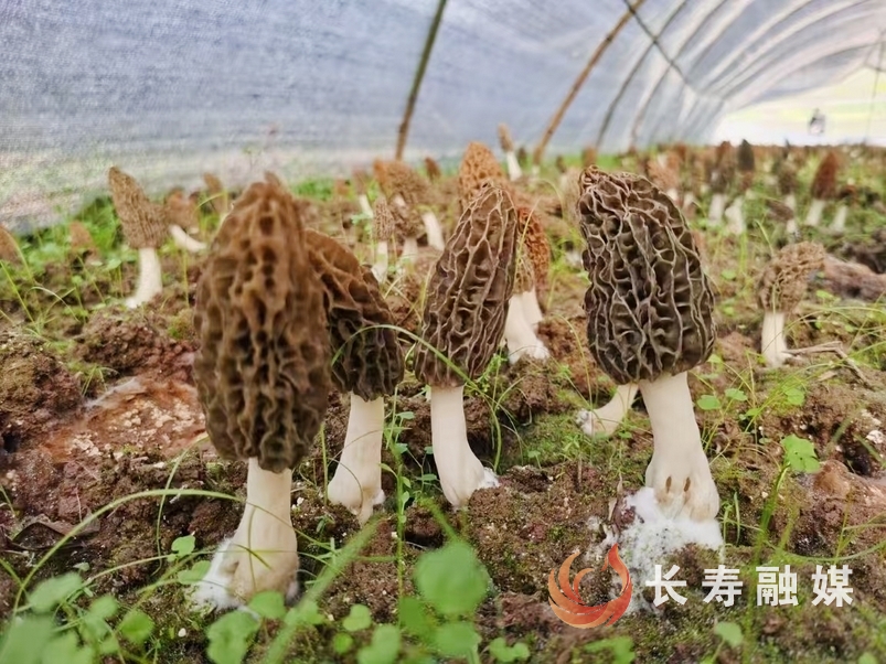 “菌中黄金”羊肚菌在我区试种成功2