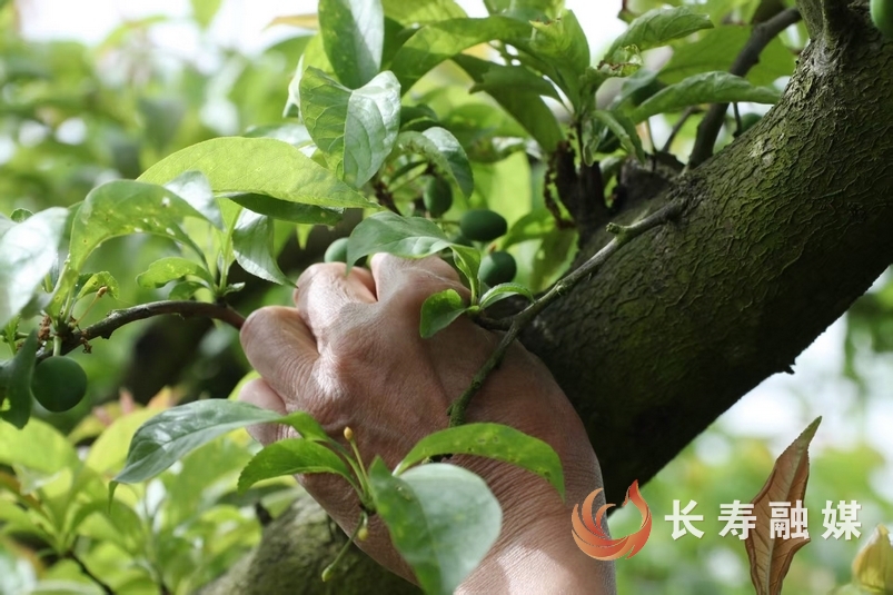 龙河镇永兴村蜂糖李种植大王王沿能2