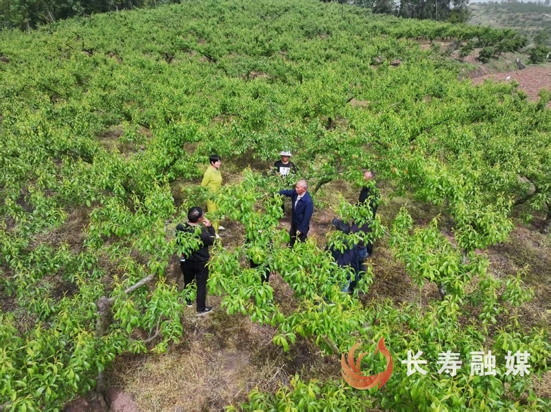 龙河镇永兴村蜂糖李种植大王王沿能3