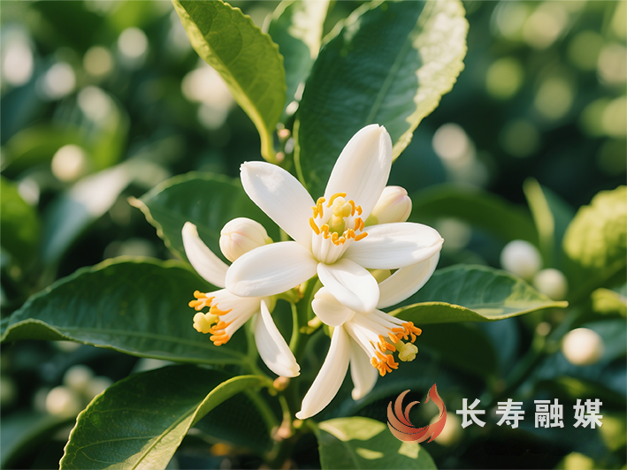 长寿慢城柑橘花开香满园+袁志龙 (1)