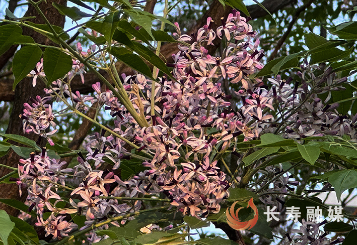 城乡处处楝花盛开 (2)