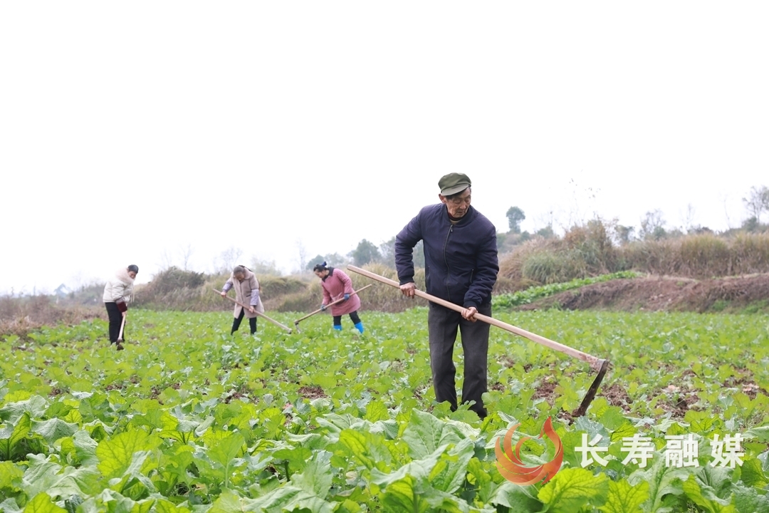 城乡融合绘新景 乡村振兴正当时5