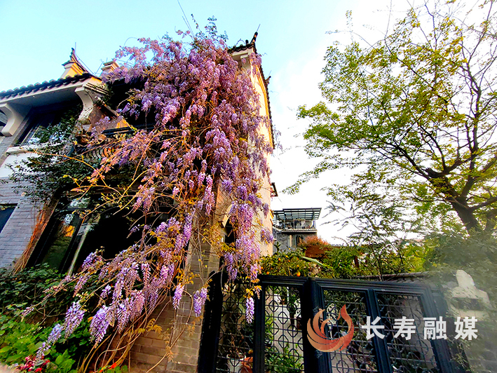 长寿古镇紫藤花开 (1)