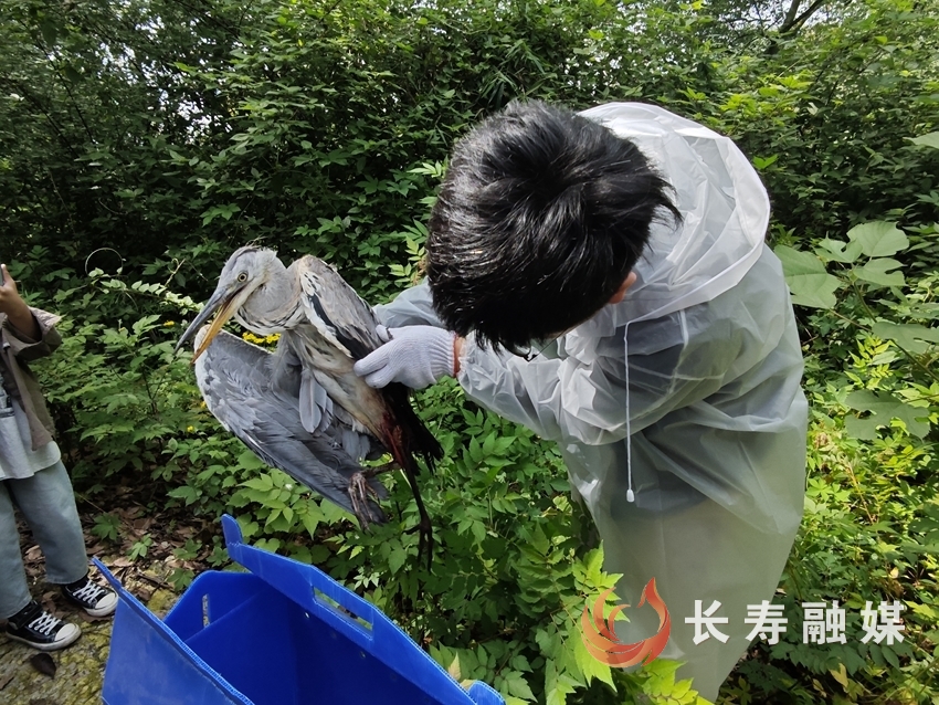 觀鳥遇“傷員” 志愿者與區(qū)林業(yè)局聯(lián)手救助2