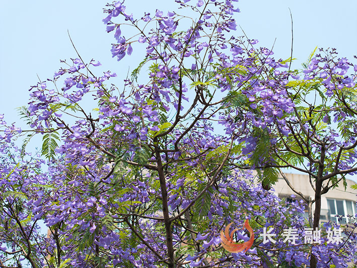 蓝花楹花开+袁志龙 (1)