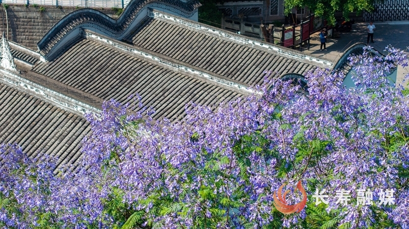蓝花楹+廖涛