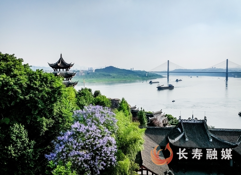 蓝花楹+张颂东