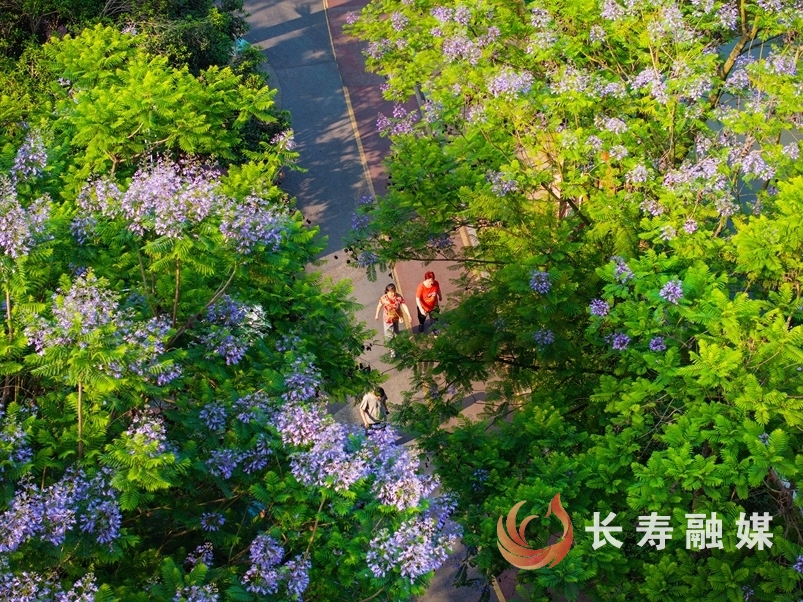 蓝花楹+袁志龙