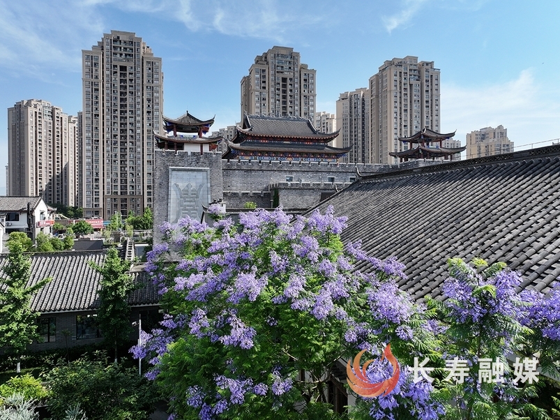 蓝花楹+向前
