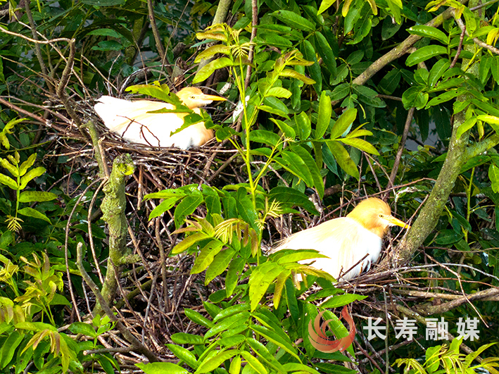鹭鸟成但渡生态改善“活指标”+袁志龙 (3)