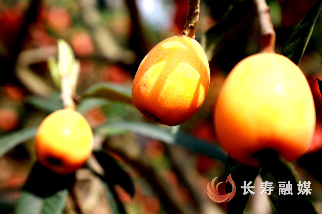 江南枇杷搶“鮮”上市 (1)