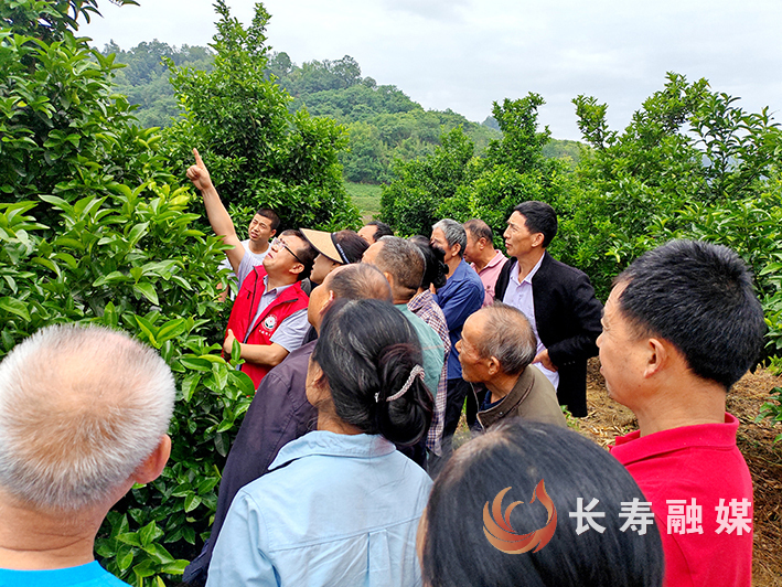 科技特派员田间地头授技术 (3)