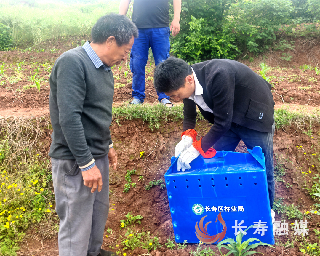 长寿区多方联动成功救助国家一级保护动物小灵猫 (3)