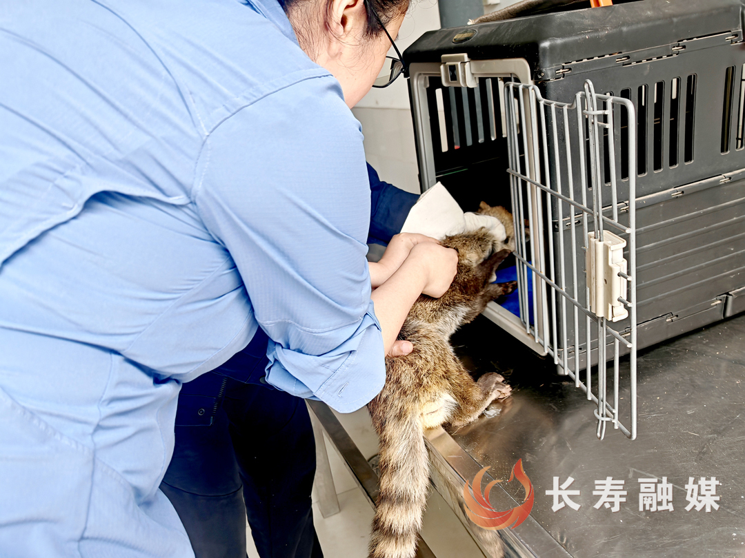 长寿区多方联动成功救助国家一级保护动物小灵猫 (2)