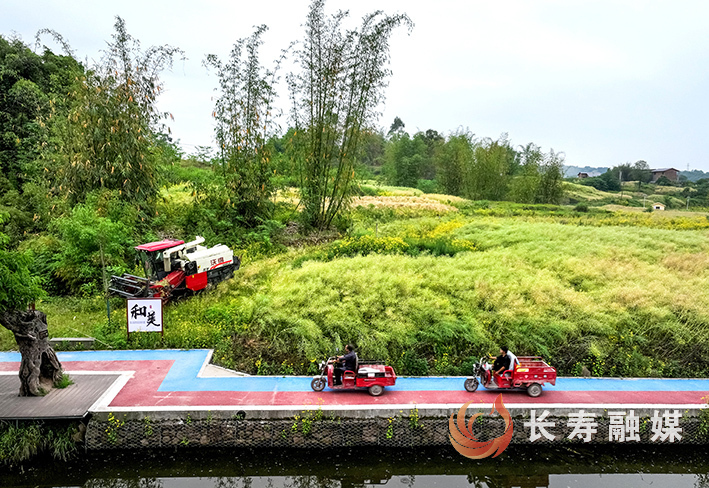 纳溪河岸油菜开镰+张颂东 (2)