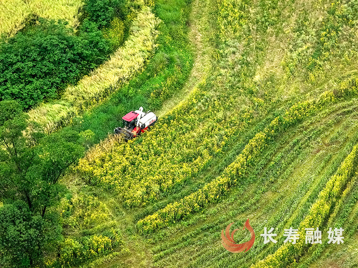 纳溪河岸油菜开镰+张颂东 (1)