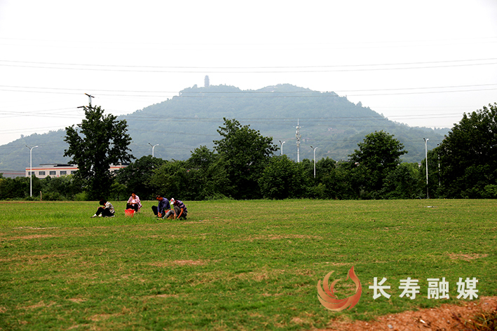 “闲置地+租赁”模式让城市“斑秃”变“绿毯” (1)