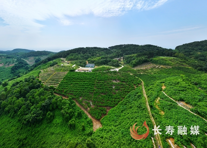 聚惠农场鲜桃飘香1