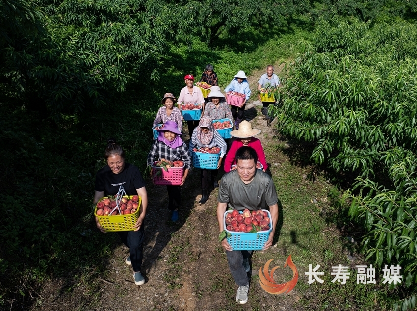 聚惠农场鲜桃飘香2