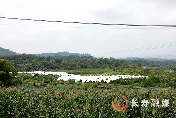 新市街道东门村傅森果蔬桃梨采摘园 (2)