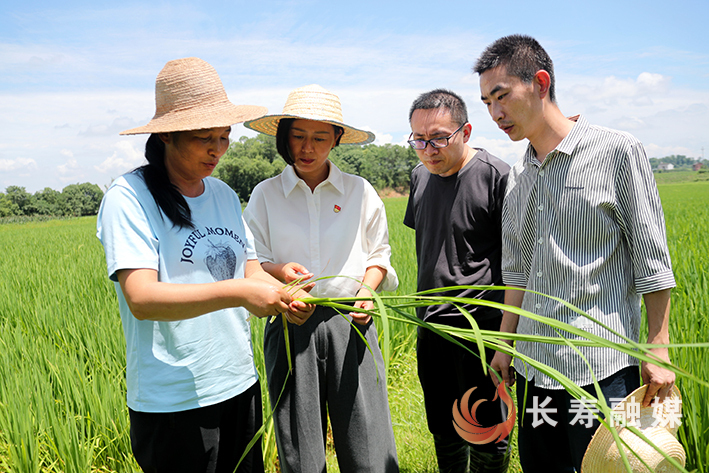 龙河镇太和村无人机“天兵”守护长寿千亩稻田 (1)
