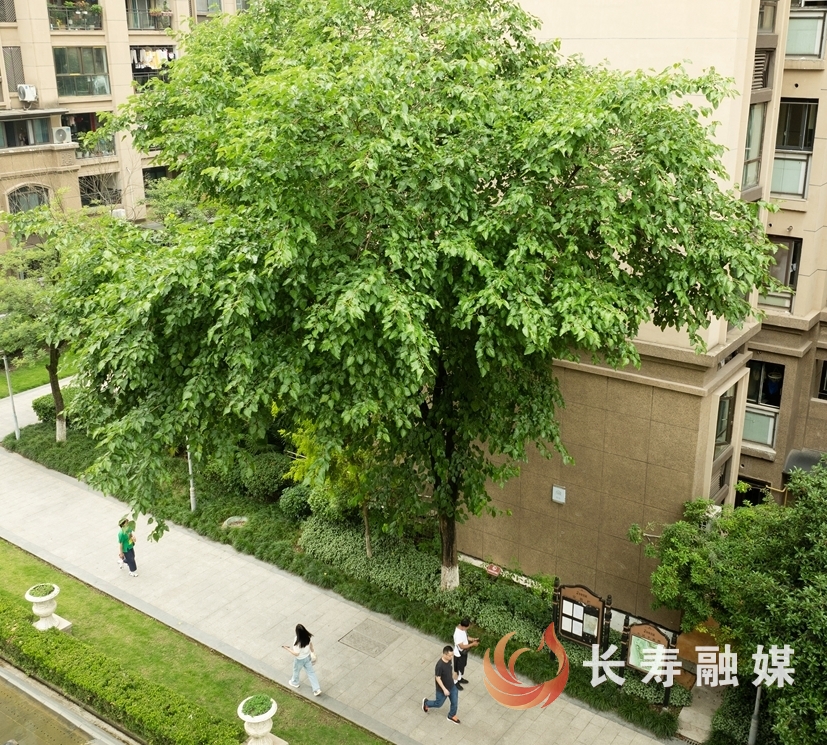 中央公园惊现“桑树王”1