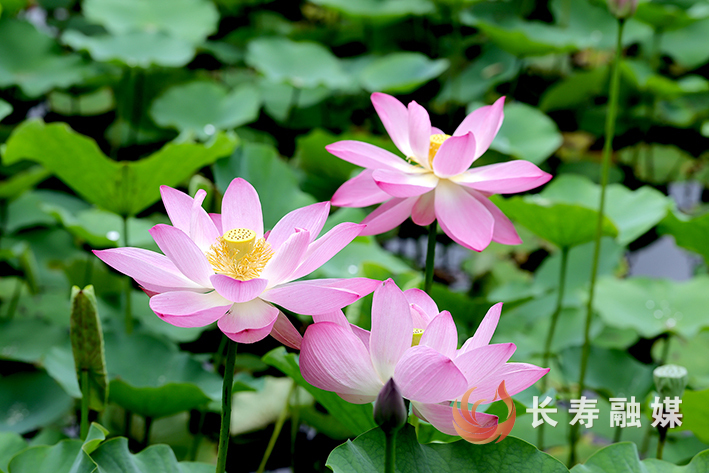 长寿慢城荷花开+向前 (4)