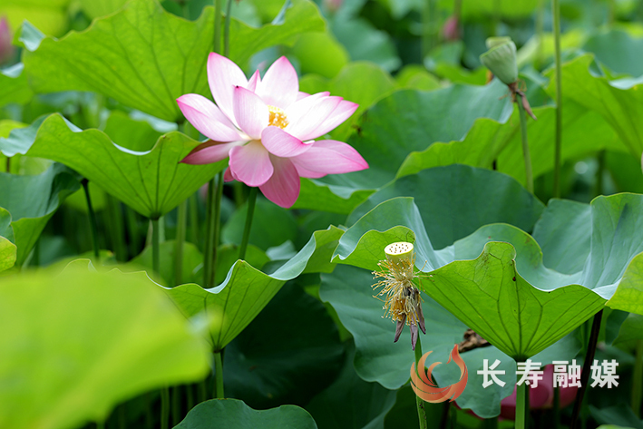长寿慢城荷花开+向前 (2)