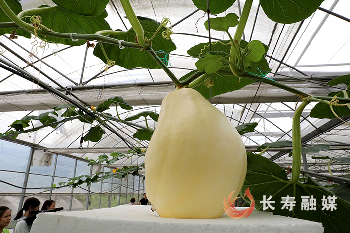 凤城街道复元村“太空蔬菜”迎丰收 (4)