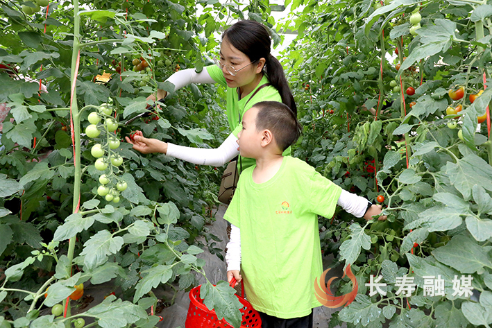 凤城街道复元村“太空蔬菜”迎丰收 (2)